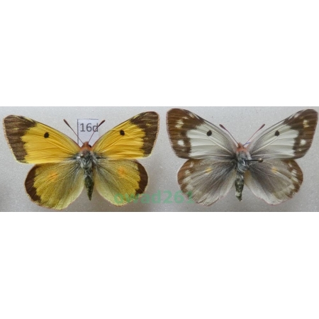 Colias erate (Esper, 1805) pair Czech16d